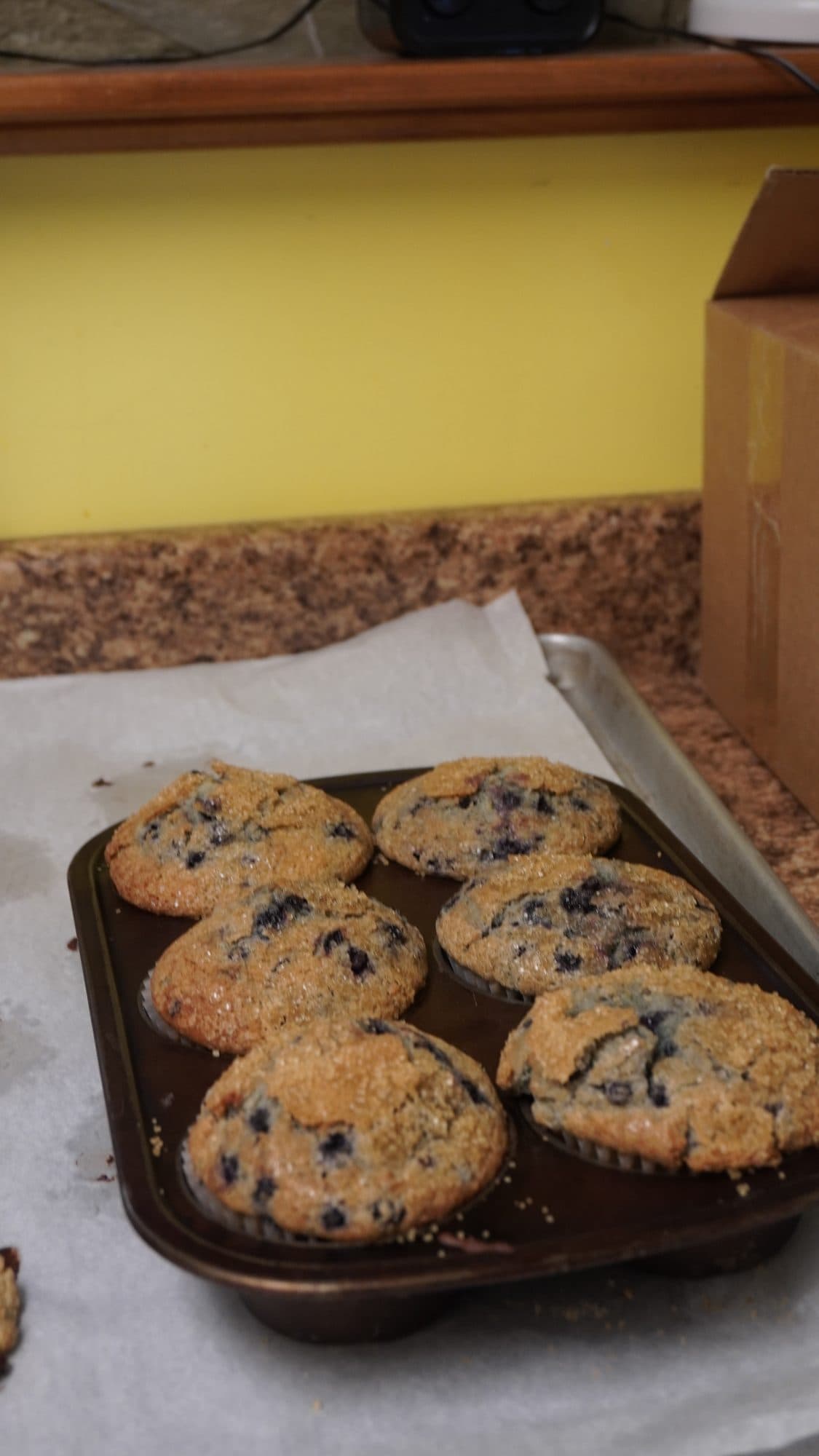 Fresh blueberry muffins in the tin